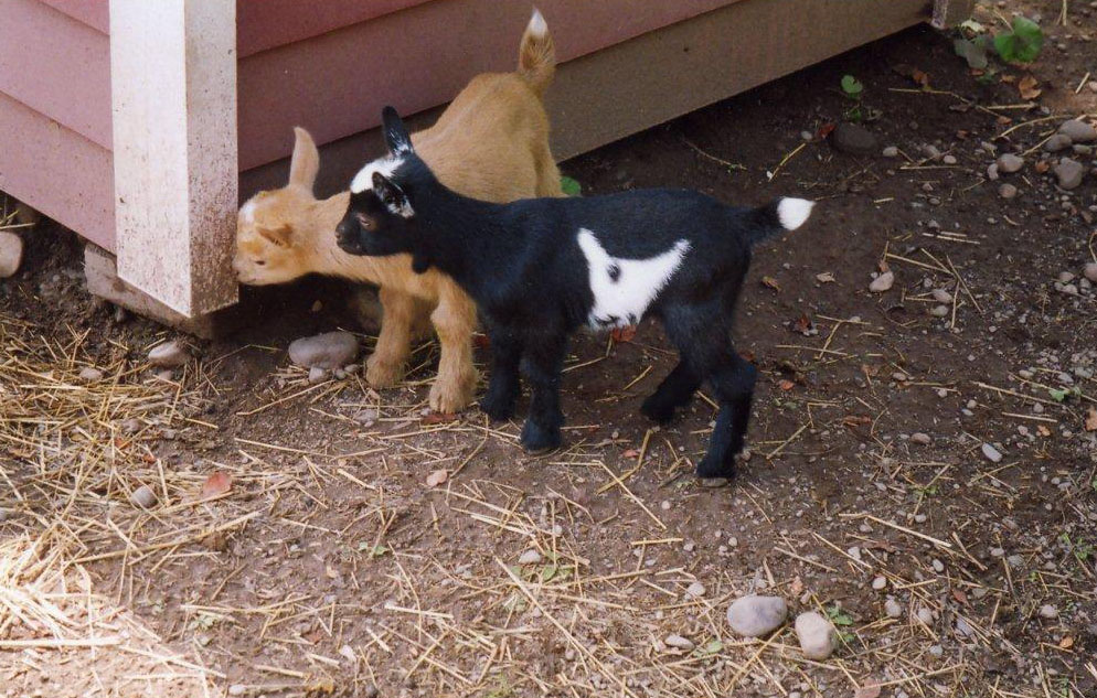 baby-goats-new.jpg