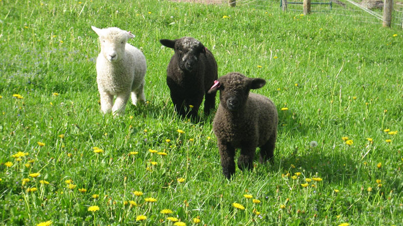 more new lambs 001.JPG