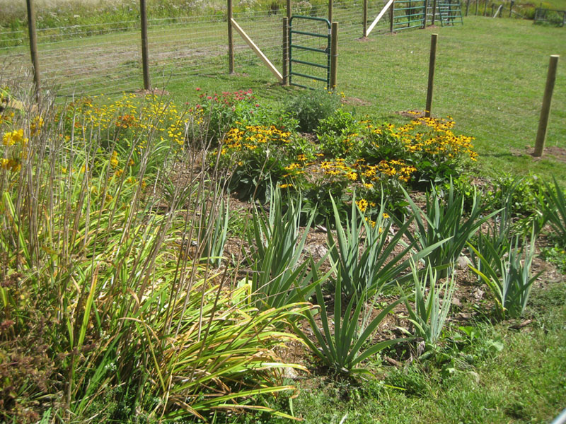 garden-3.jpg