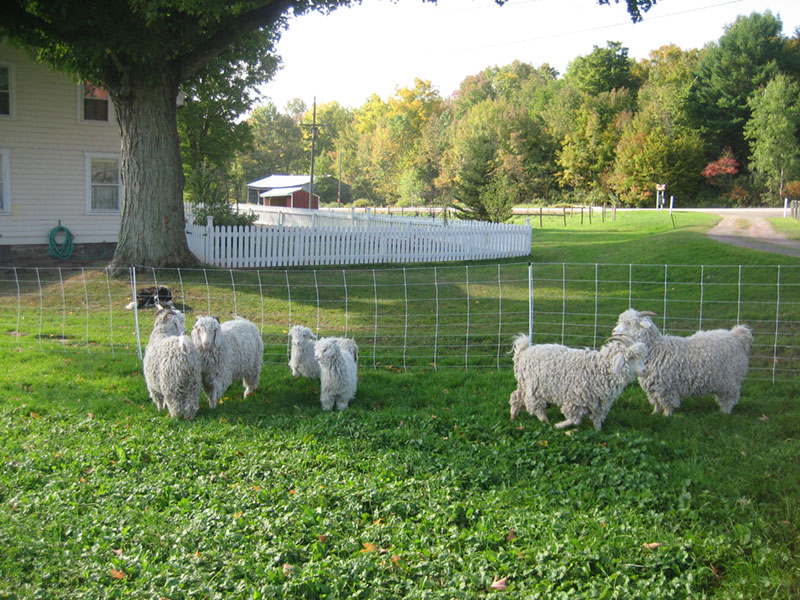 angora-goats.jpg