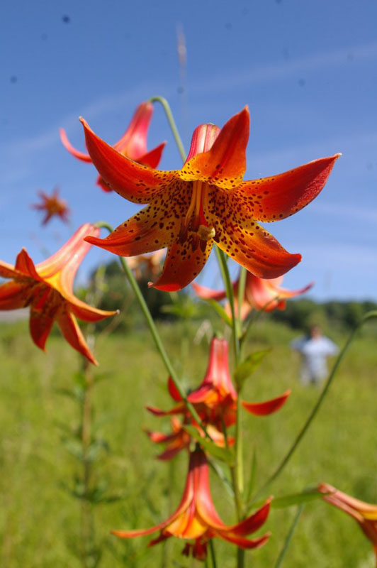 canada-lily.jpg