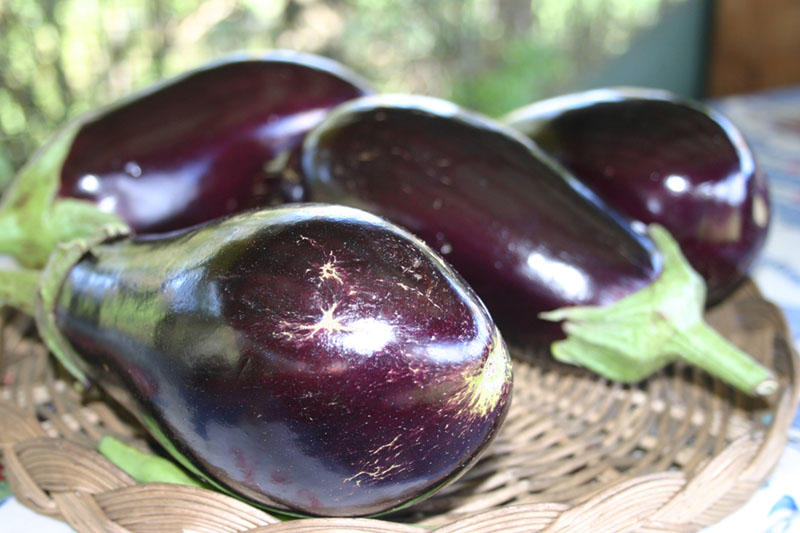 eggplant.jpg