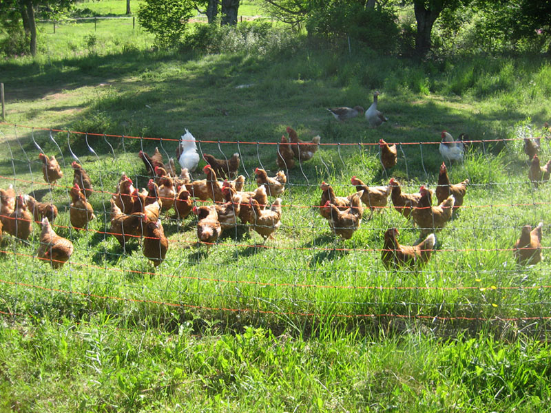 stream and wetland farm side 052.JPG