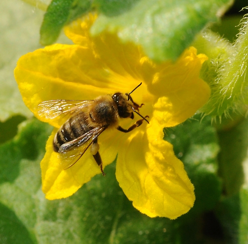honey bee pollinating cucumber.jpg