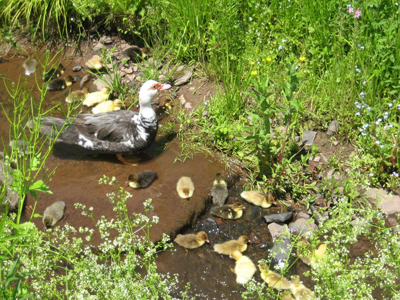 ducklings born father'sday 2014 019.JPG