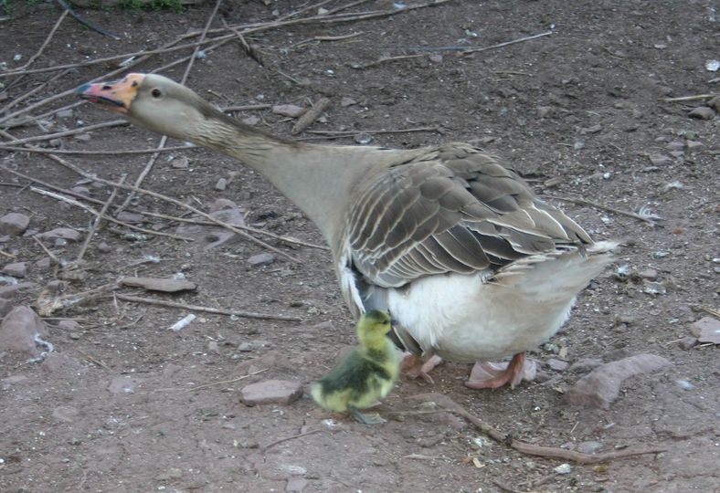 goose.jpg