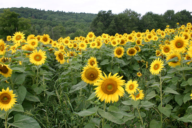 sunflowers.jpg