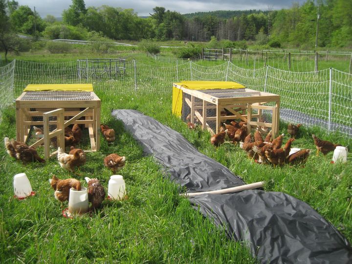 chicken coops.jpg