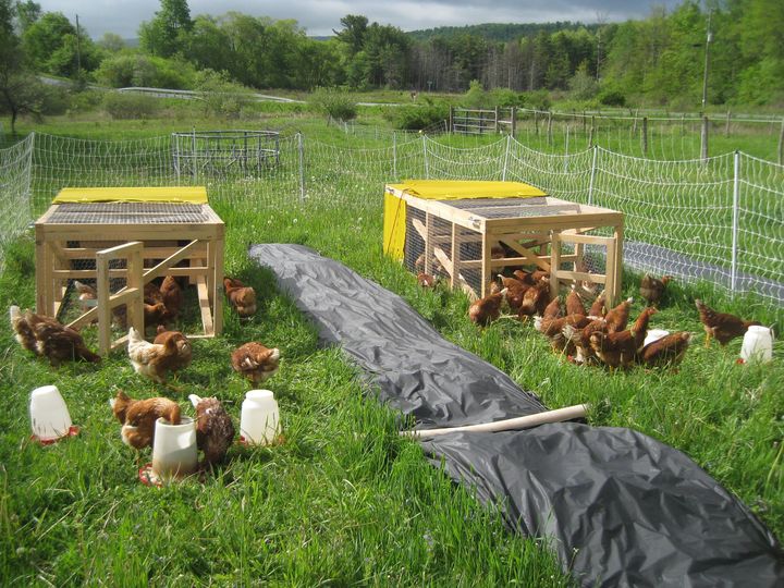 chicken coops.jpg