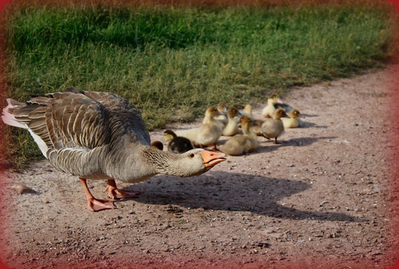 papa-duck.jpg