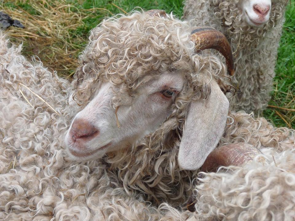 angora-goat.jpg