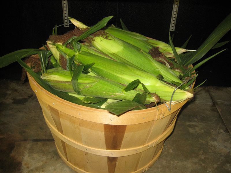 sweet-corn.jpg