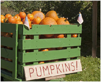 Farm Fresh Pumpkins!