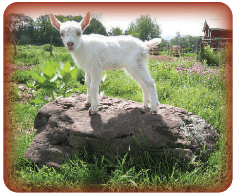 goat.png